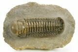 Detailed Crotalocephalina Trilobite - Atchana, Morocco #359538-1